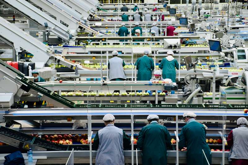Workers in workwear at a sorting line, seen from behind
